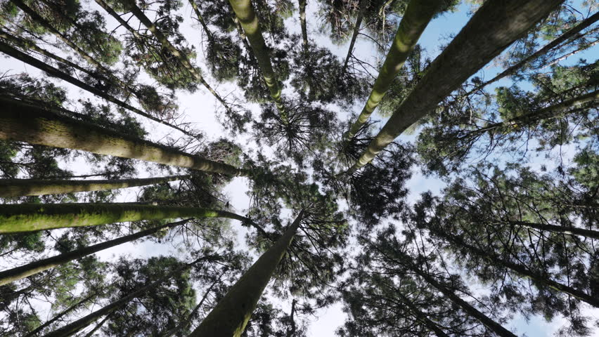 Hiking trail going through green forest in Alishan mountain, Taiwan.