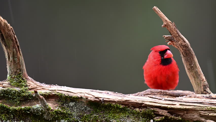 Male northern cardinal finding food on a log in the woods during mixed snow and freezing rain weather event in the southern Piedmont region of North Carolina.