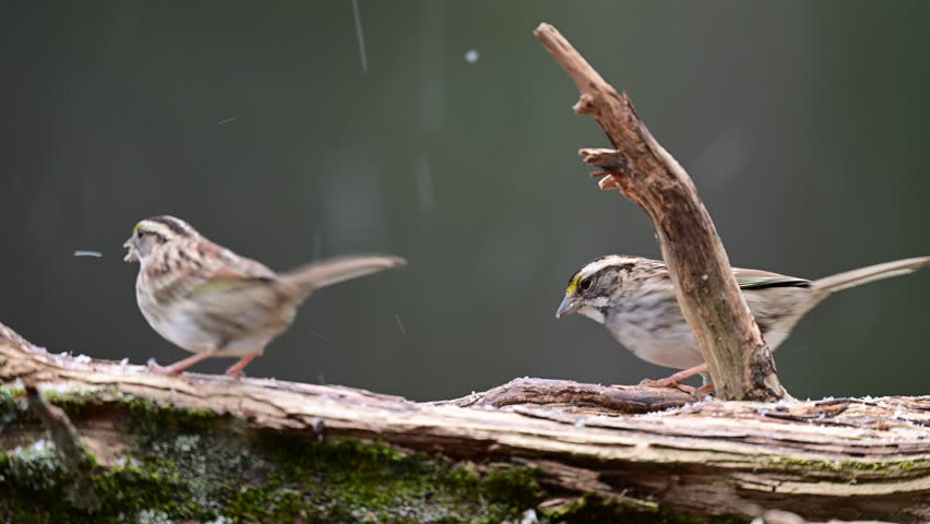 White-throated Sparrows finding food on a log during a mixed snow and freezing rain wether event in the woods of North Carolina.