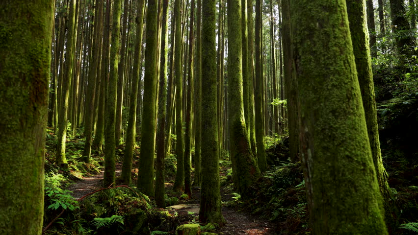 Hiking trail going through green forest in Alishan mountain, Taiwan.