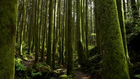 Hiking trail going through green forest in Alishan mountain, Taiwan. - Powered by Shutterstock - Get 15% off with code: PIKWIZARD15