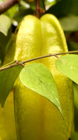 Close up star fruit or carambola hanging on the tree. Nature background.