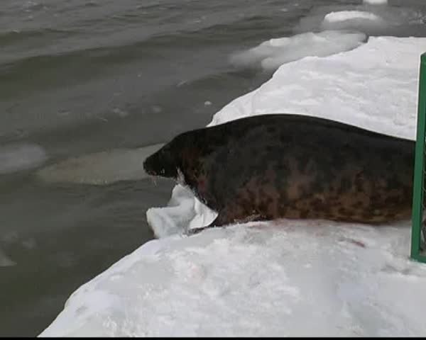 November 17. Vyborg. The fur seal jumps in water.