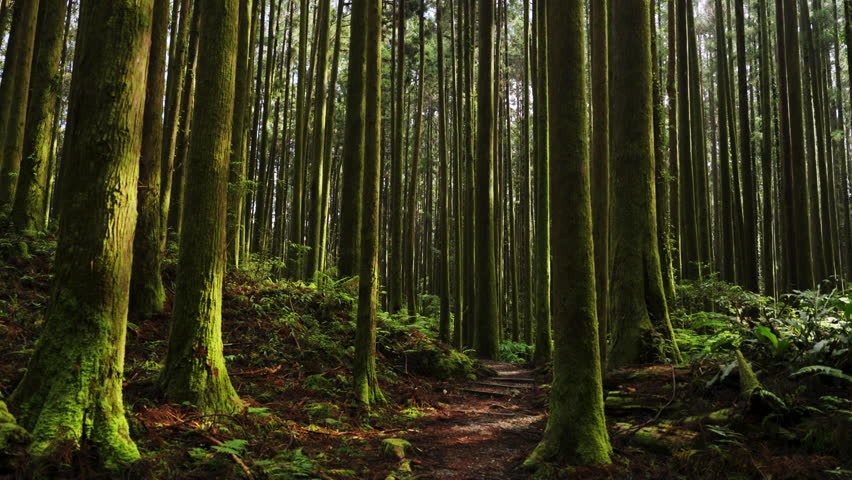 Hiking trail going through green forest in Alishan mountain, Taiwan.