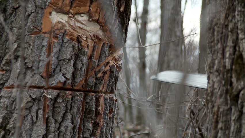 Chainsaw cutting through a tree trunk. Slow motion, recorded at 60fps.