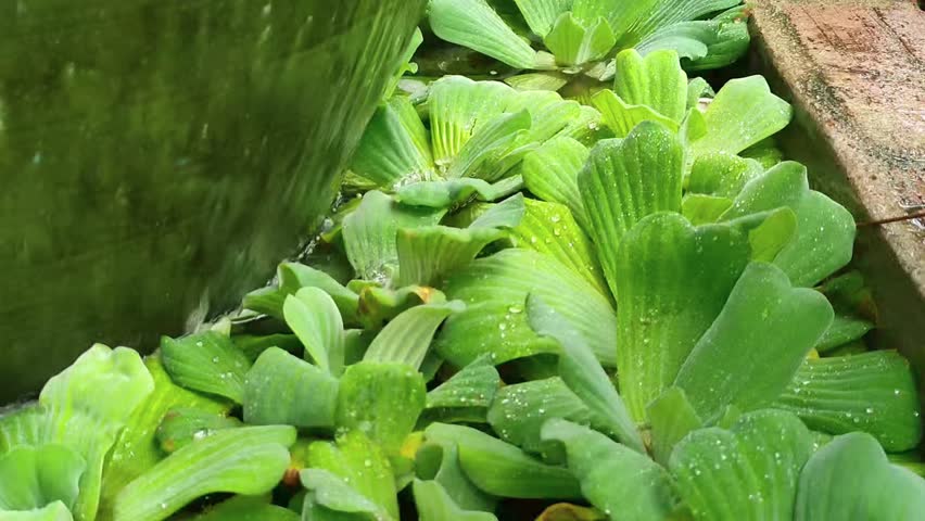 Floating water lettuce or Pistia stratiotes enhances ornamental ponds with lush greenery and a beautiful, serene view.