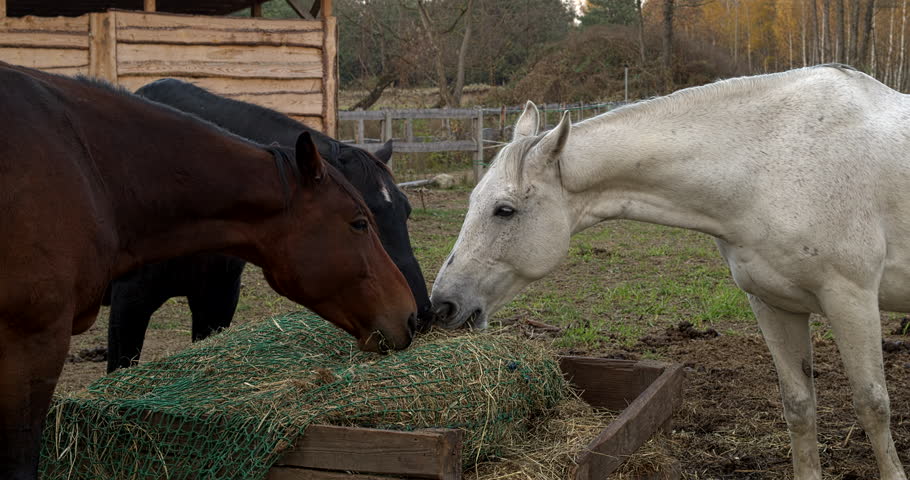 Three horses: bay, white, and black eating hay from a slow feeder net in a paddock at a free-range stable. Wooden shelter and forest in the background.