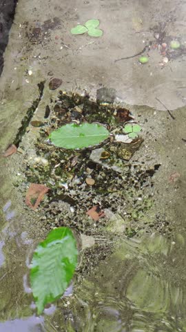 water stream in the forest

