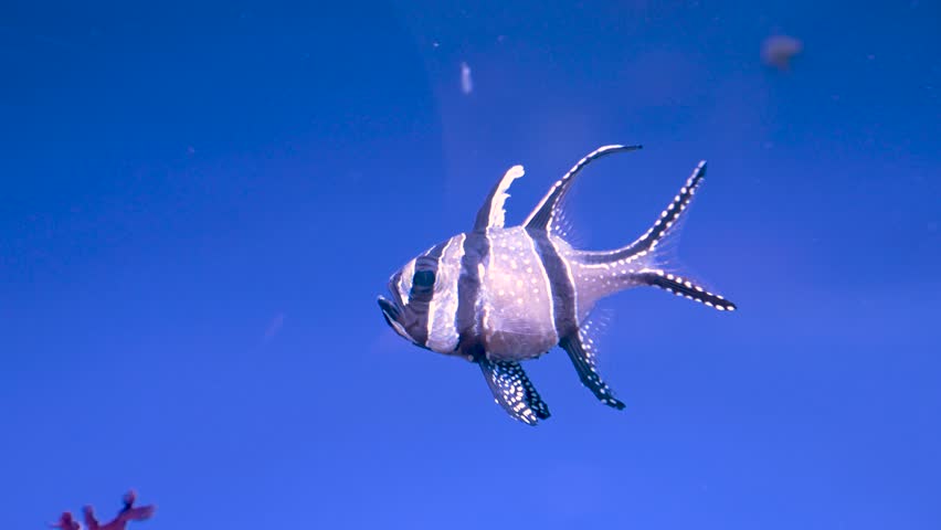 a striped angelfish with an interesting body structure slowly swims alone in an aquarium