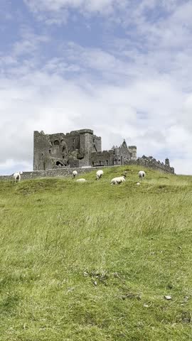 Sheep in front of a castle 