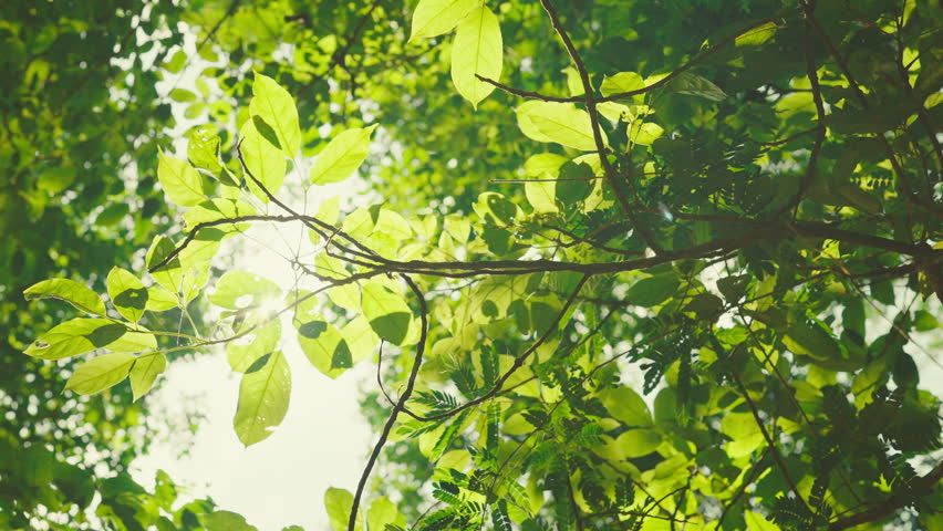 B roll - Green leaves forest in spring morning sunlight, Bright green trees leaves sway in wind, Sun rays break through fresh foliage branch. Bokeh background. Sun shining.