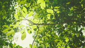 B roll - Green leaves forest in spring morning sunlight, Bright green trees leaves sway in wind, Sun rays break through fresh foliage branch. Bokeh background. Sun shining. - Powered by Shutterstock - Get 15% off with code: PIKWIZARD15
