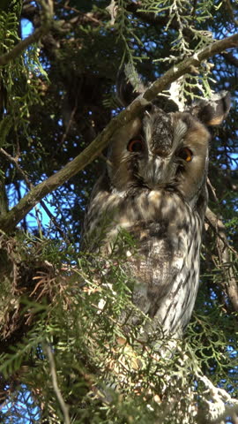 Long-eared owl (Asio otus) sitting on pine tree. Vertical video