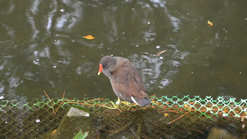 A common moorhen (gallinula chloropus) behind the pond.