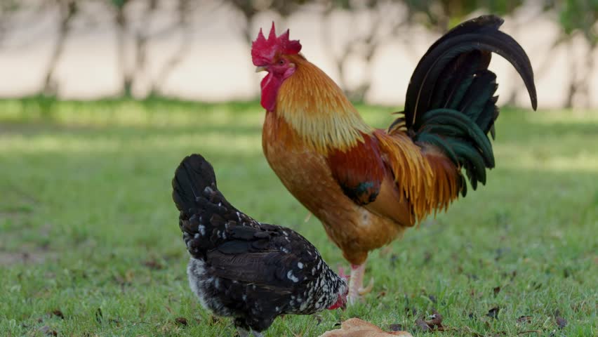 Vibrant farm scene with a colorful rooster crowing and a black hen pecking on green grass, embodying rural life with free-range animals foraging outdoors in the warm sunshine