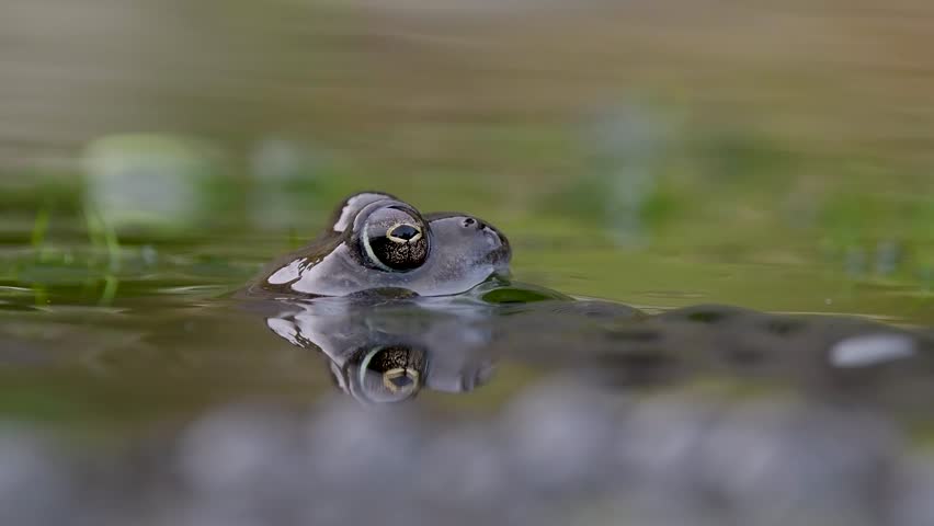 Close Up of a Common Frog Head in an Urban Pond
