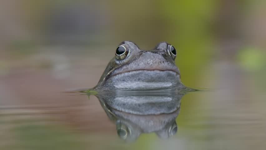 Close Up of a Common Frog Head in an Urban Pond
