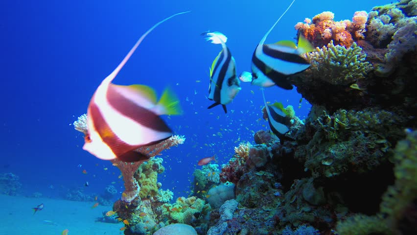Underwater Life Fish in the Ocean. Coral garden Fish. Sea waves. Underwater world life. Tropical underwater seascape.