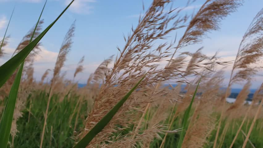 Closeup dry reed blooms on a summer field and sway in the wind. Picturesque meadow landscape under blue sky. Idyllic rural field, natural background. Countryside grassland
