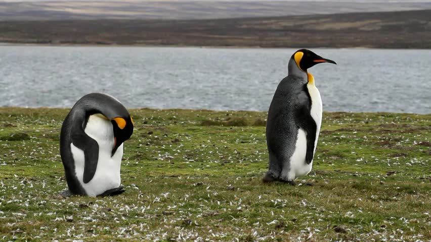 Two king penguins brushing their feathers