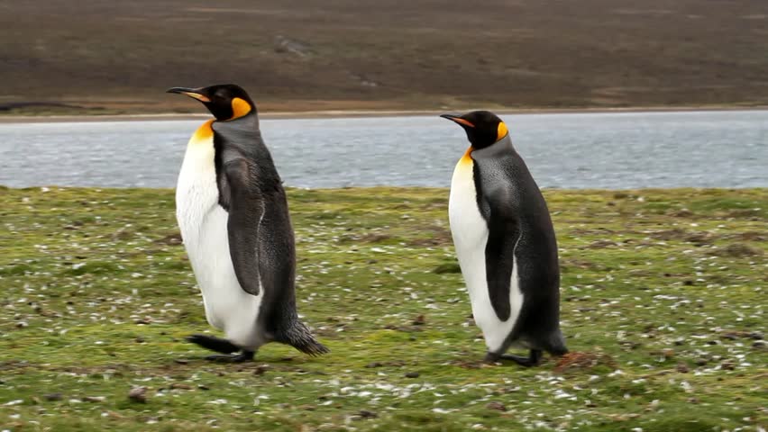 King penguins walking around
