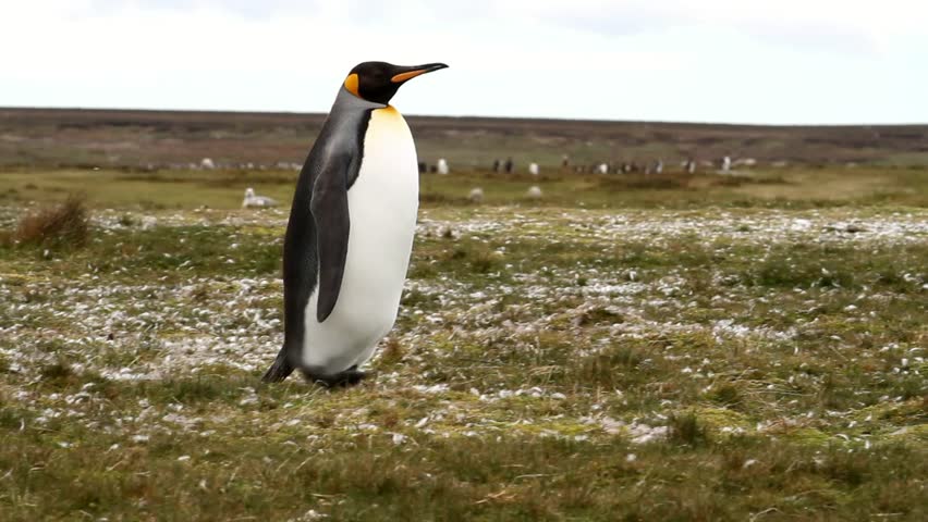 Lonely King penguin is walking over the meadow