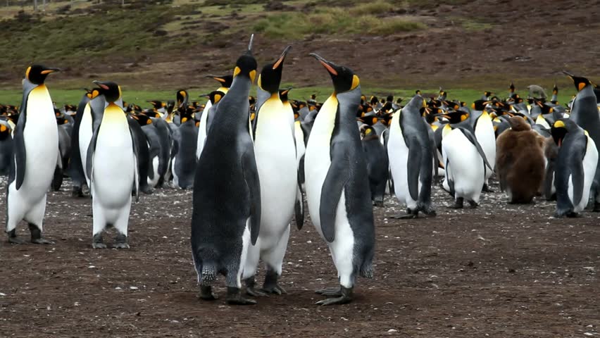 King penguin colony, Falkland Island