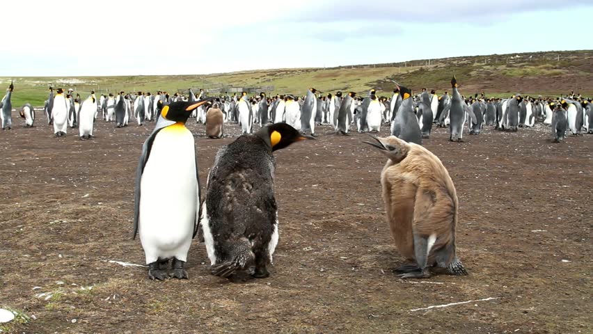 King penguin with two penguin babys