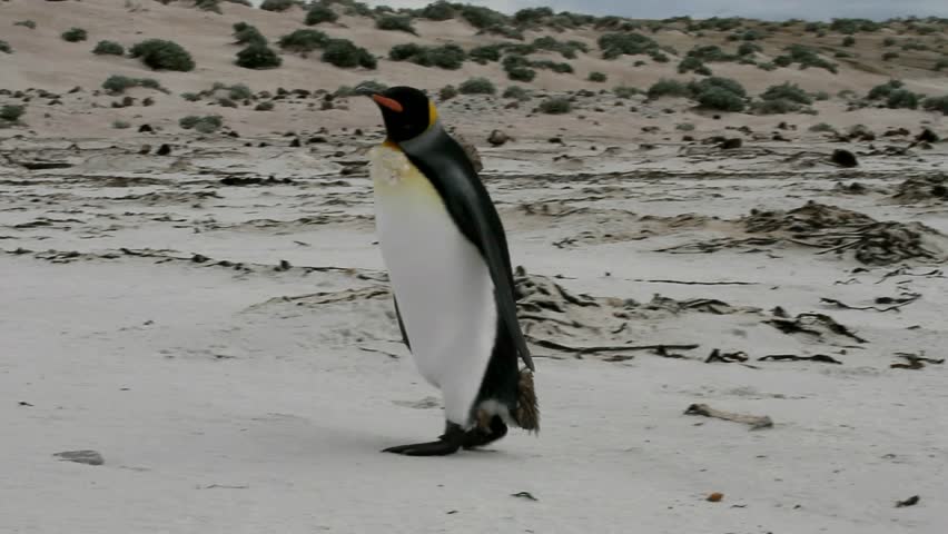 Young king penguin