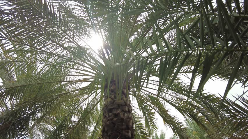 Palm tree in Abu Dhabi, walk around with sun shining through the branches. High quality 4k footage.