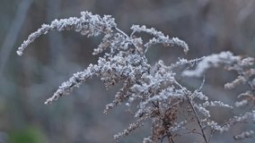 Winter Meadow Solidago Goldenrods Withered Plant Covered in Morning Hoarfrost on Cold Day with Brown Background Boho Style - Powered by Shutterstock - Get 15% off with code: PIKWIZARD15