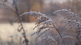 Winter Meadow Solidago Goldenrods Withered Plant Covered in Morning Hoarfrost on Cold Day with Brown Background Boho Style - Powered by Shutterstock - Get 15% off with code: PIKWIZARD15