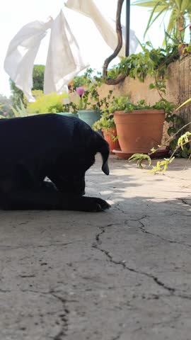 dog laying on the floor in the nature 