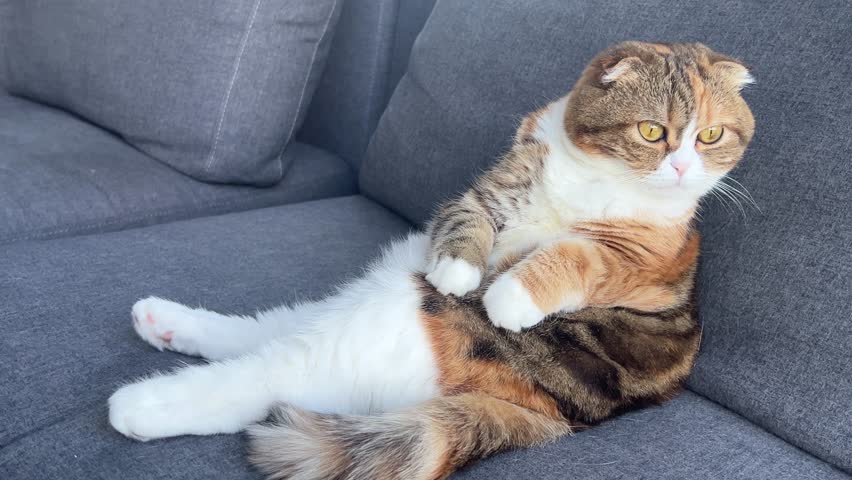 Calico Scottish Fold cat lying down, looking thoughtful on a grey sofa