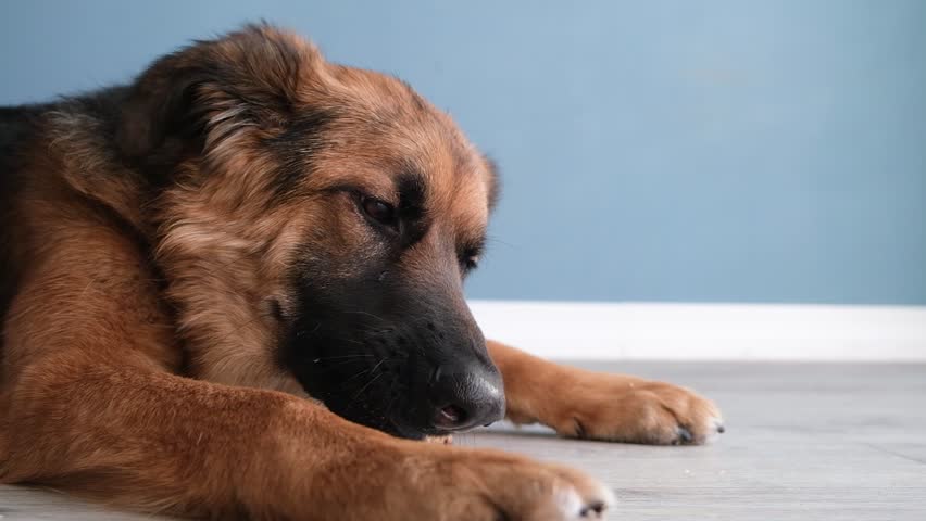 Teeth care. shepherd dog eating organic healthy snack dried chicken lying on the floor at home, slow motion