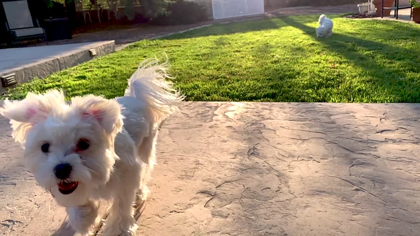 Cute Maltese Puppies Running Playfully Slow Motion in the Grass.