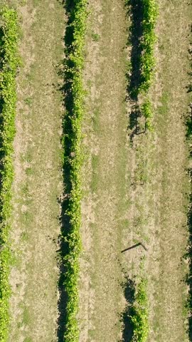 Green Grape Vines Vertical Video