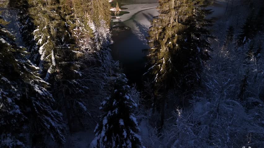 Evergreen spruce tree snow covered leaf canopy winter Switzerland alpine nature