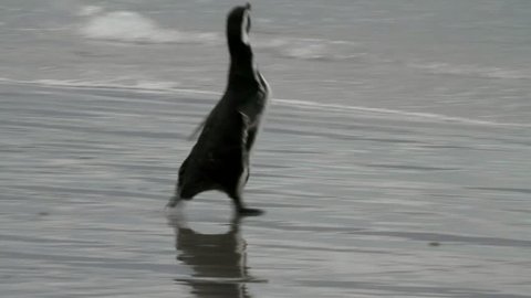Magellanic penguins is running away