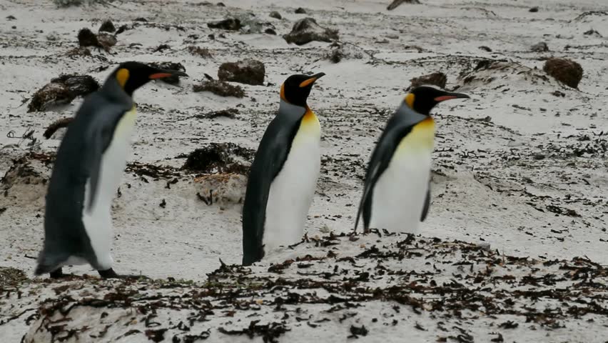 King penguins walking over the beach