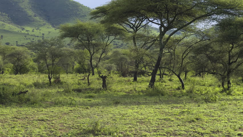 A lion moves through the acacia trees of the Serengeti, weaving between the sparse vegetation