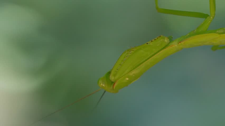 Close up shot of green Macro Mantis head in Tambopata, Madre de Dios Region, Peru, in the peruvian amazon