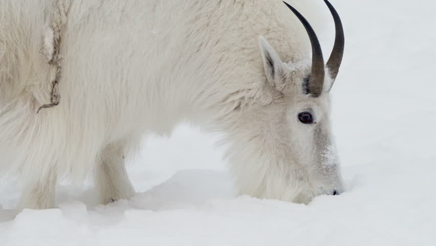 Mountain Goat With Wooly White Fur During Winter In Yukon Territory, Canada. Slow Motion Shot