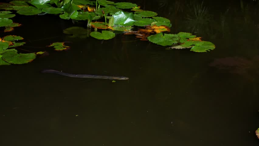 Giant freshwater eel swimming underwater.