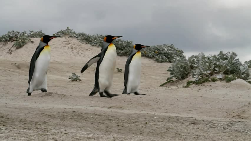 King penguins walking to the sea