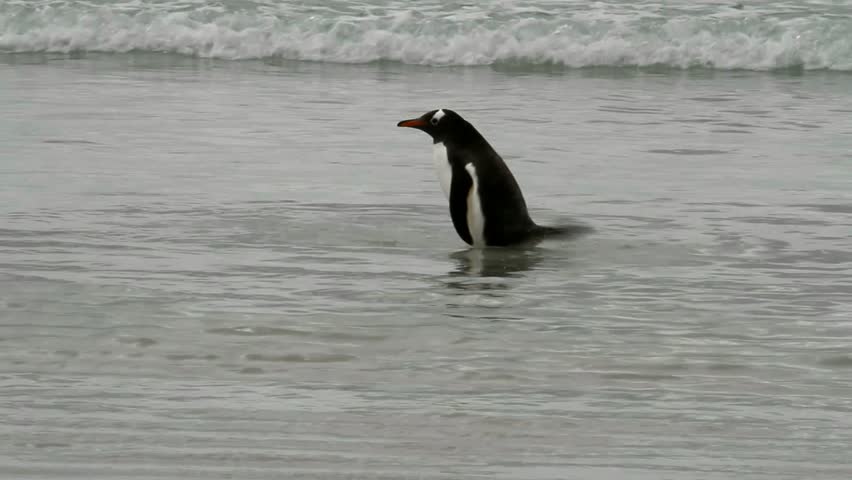 Gentoo penguin is taking a bath