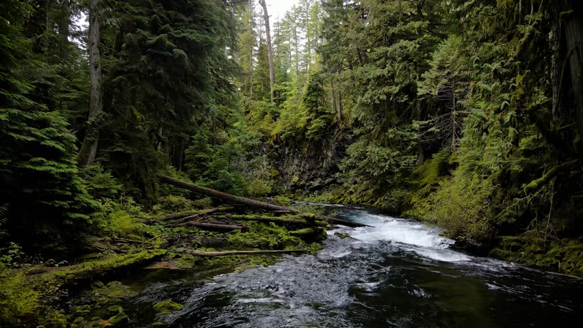 Aerial shot of the lush forest and moss covered rocks along the McKenzie River in Oregon.