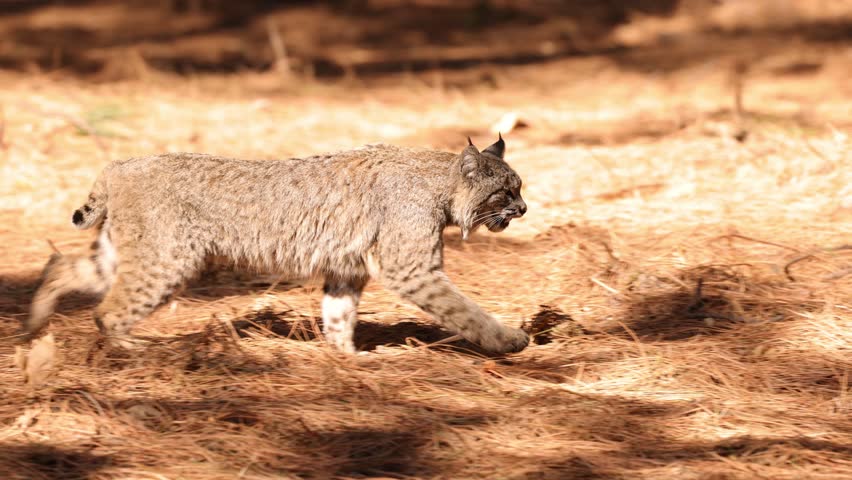 Wild Bobcat in Yosemite National Park in California