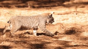 Wild Bobcat in Yosemite National Park in California - Powered by Shutterstock - Get 15% off with code: PIKWIZARD15