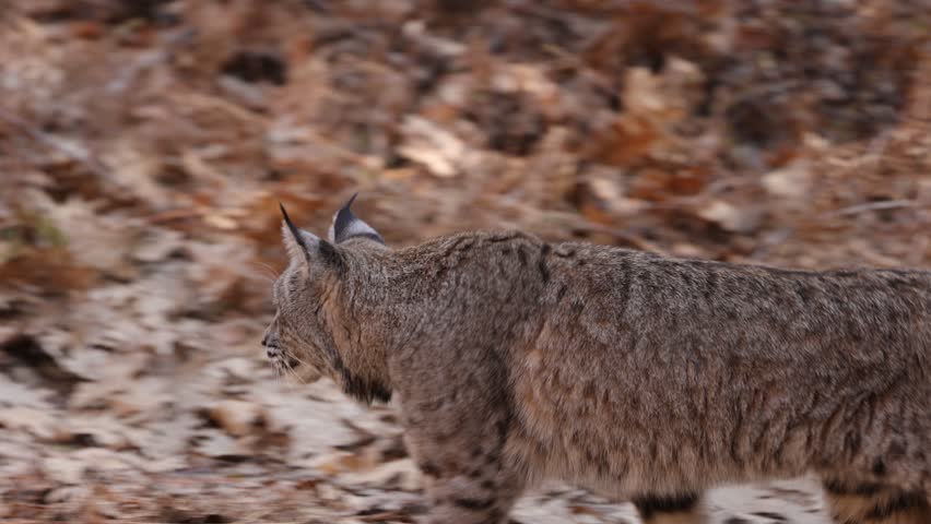 Wild Bobcat in Yosemite National Park in California